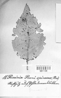 Tranzschelia pruni-spinosae image